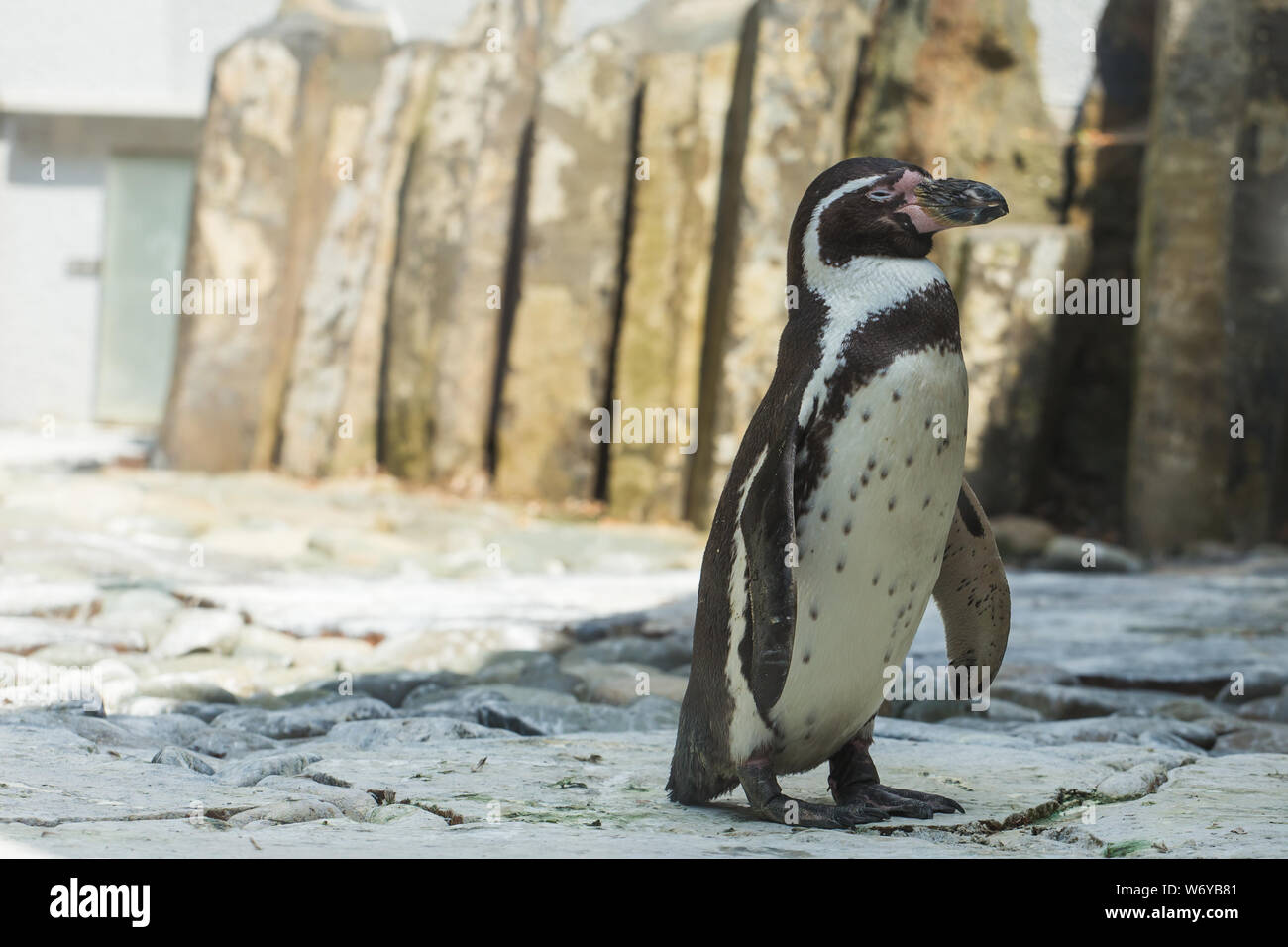 Cute african penguin walking at the zoo. Concept of animal life in a zoo. Animal protection. Stock Photo