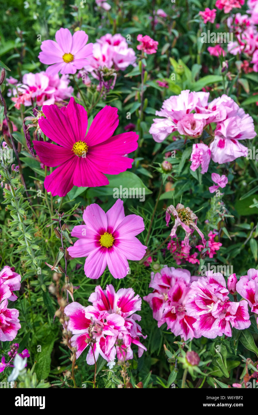 Pink flowers in summer garden bed, Godetia Clarkia Mexican aster, Garden Cosmos, Annual plants Stock Photo