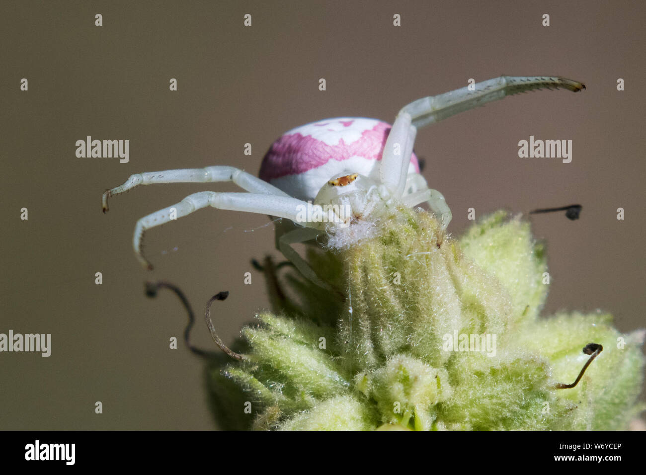Goldenrod crab spider Stock Photo - Alamy