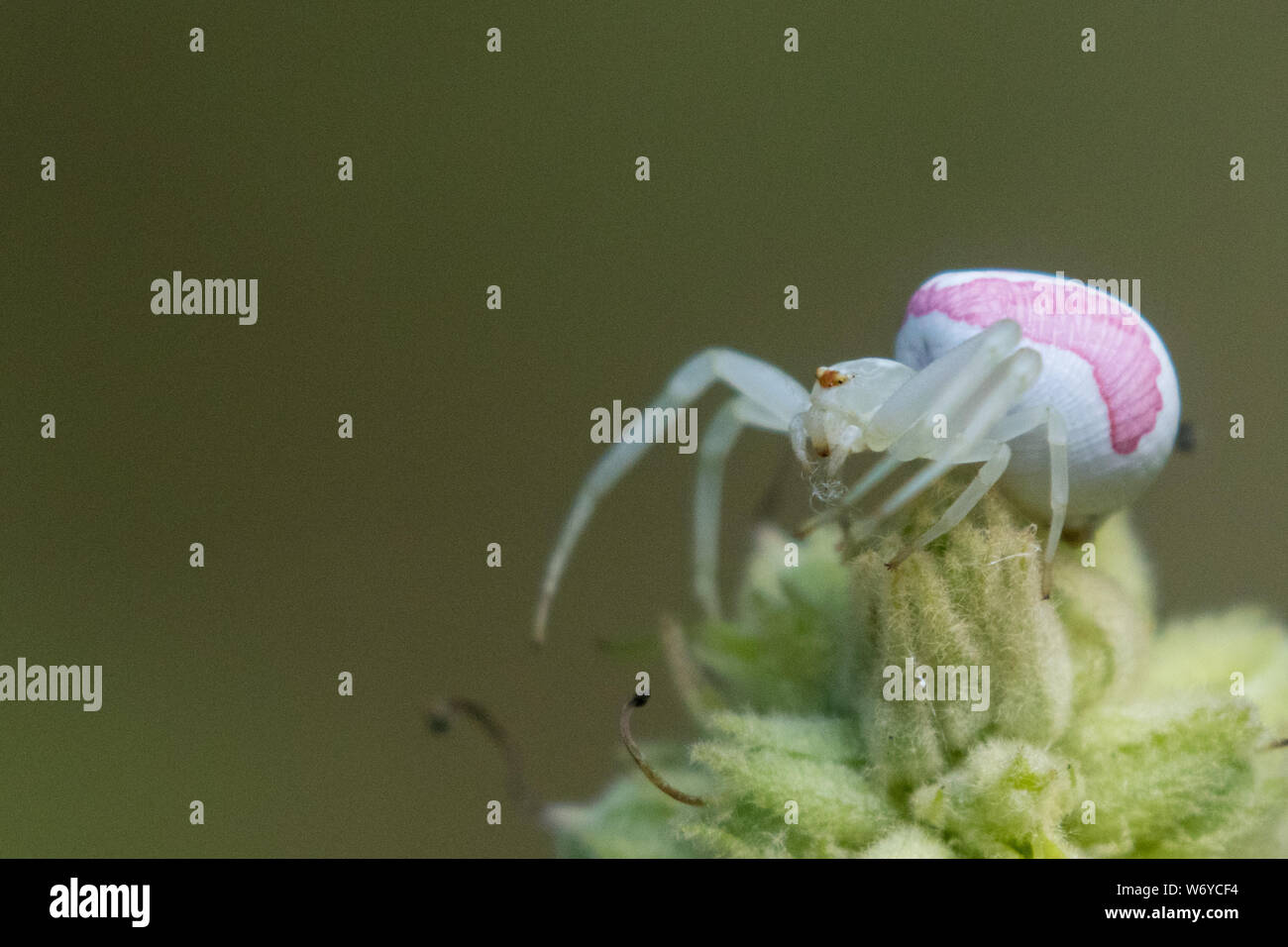 Goldenrod crab spider Stock Photo - Alamy