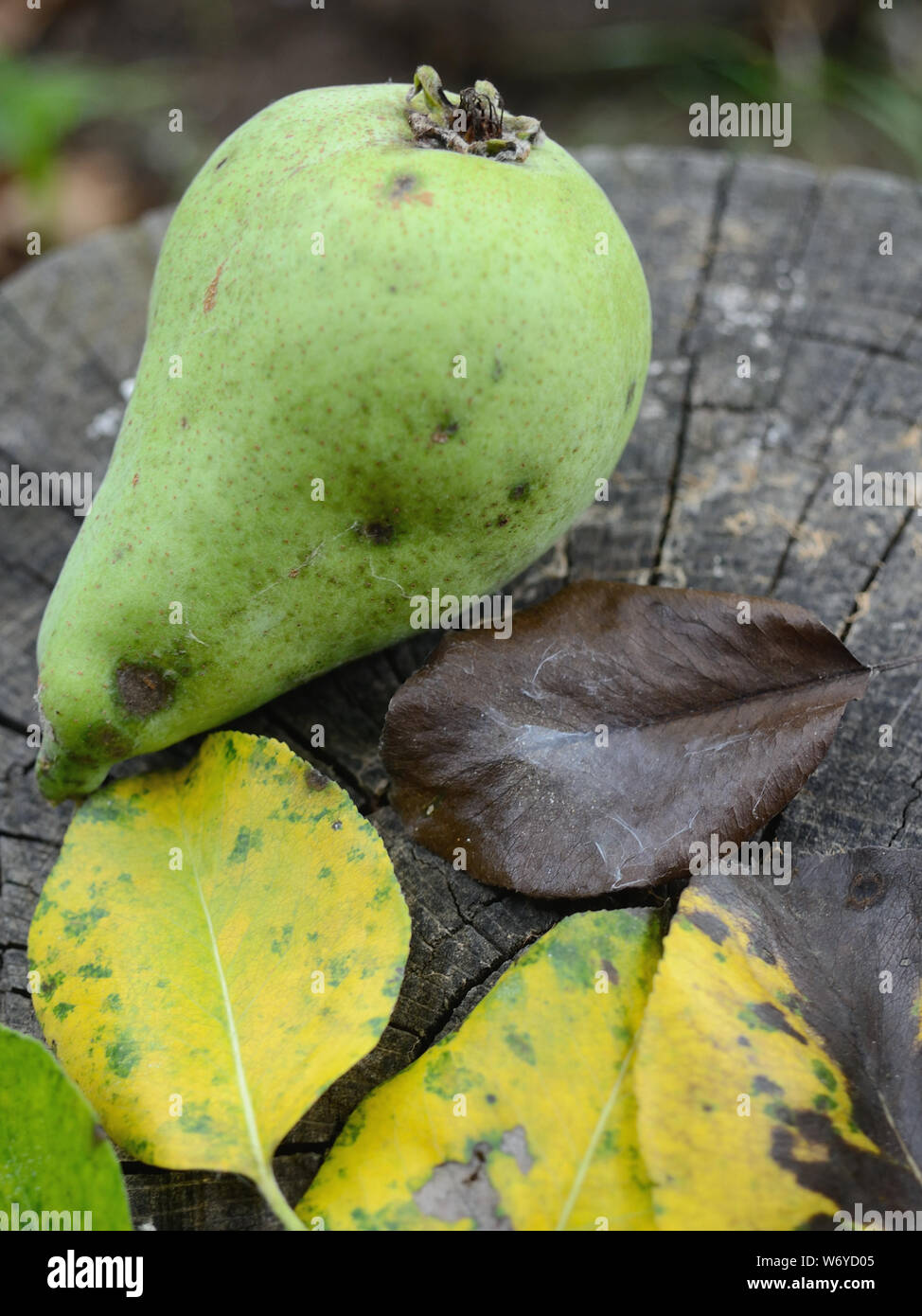 Pear scab fruit spotting on pear, Venturia pyrina Stock Photo