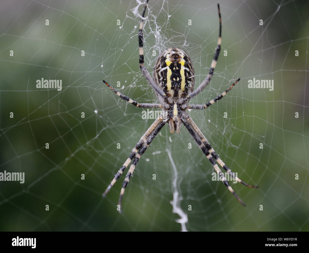 Garden spider web. Close up of wasp-spider Argiope bruennichi, Stock Photo