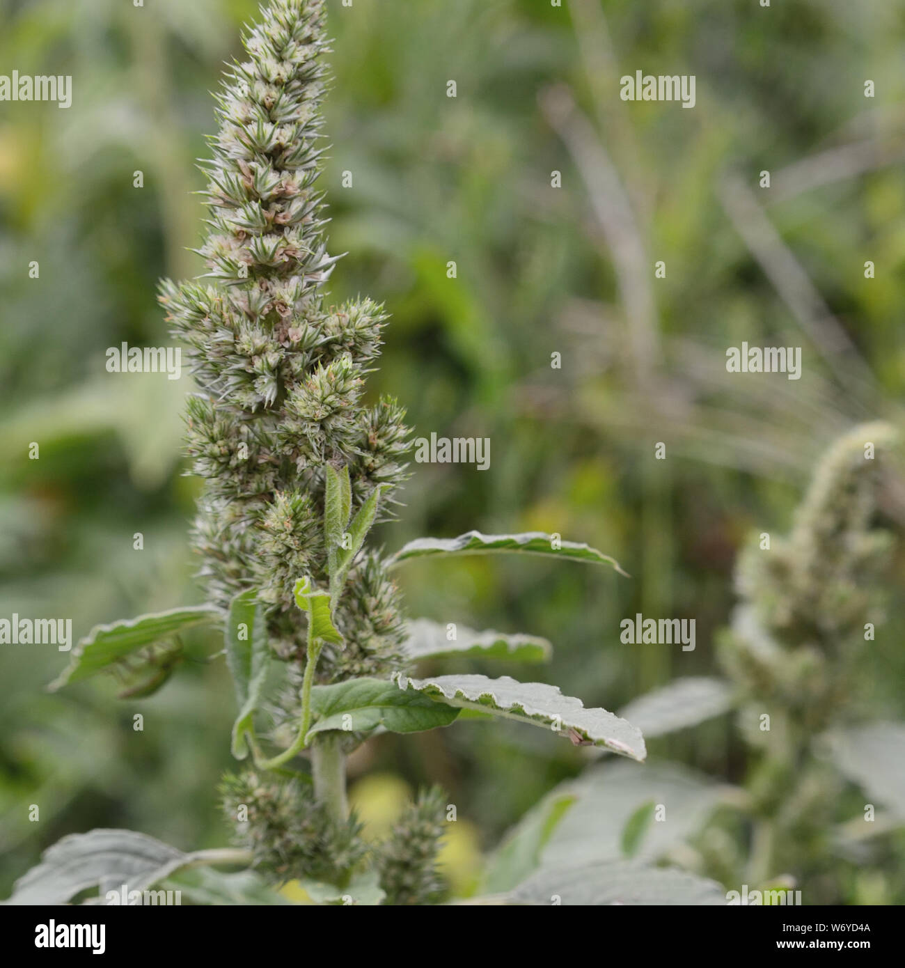Redroot pigweed, Amaranthus retroflexus Stock Photo
