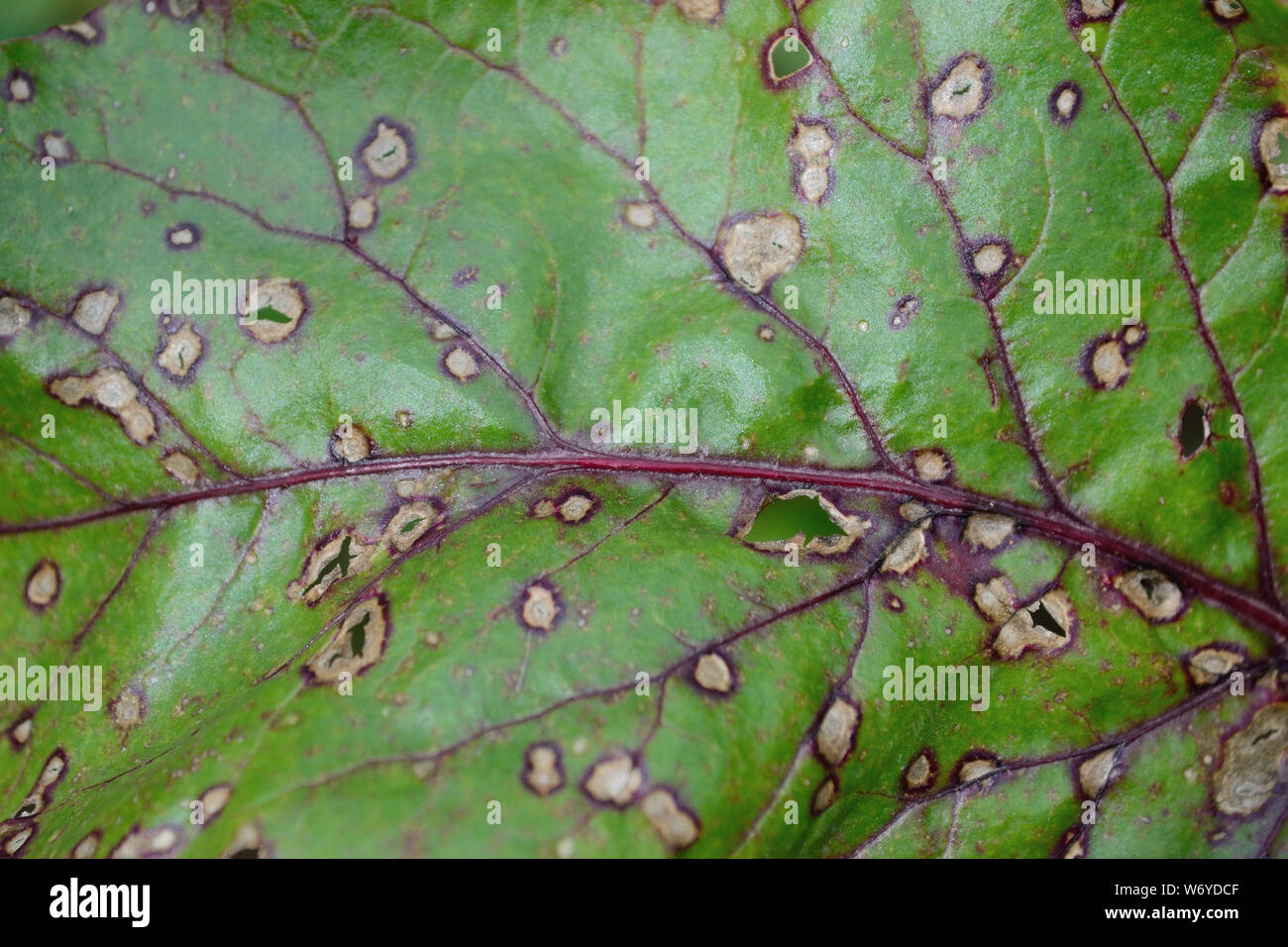 Cercospora beticola leaf white spots on red swiss chard, close up Stock Photo