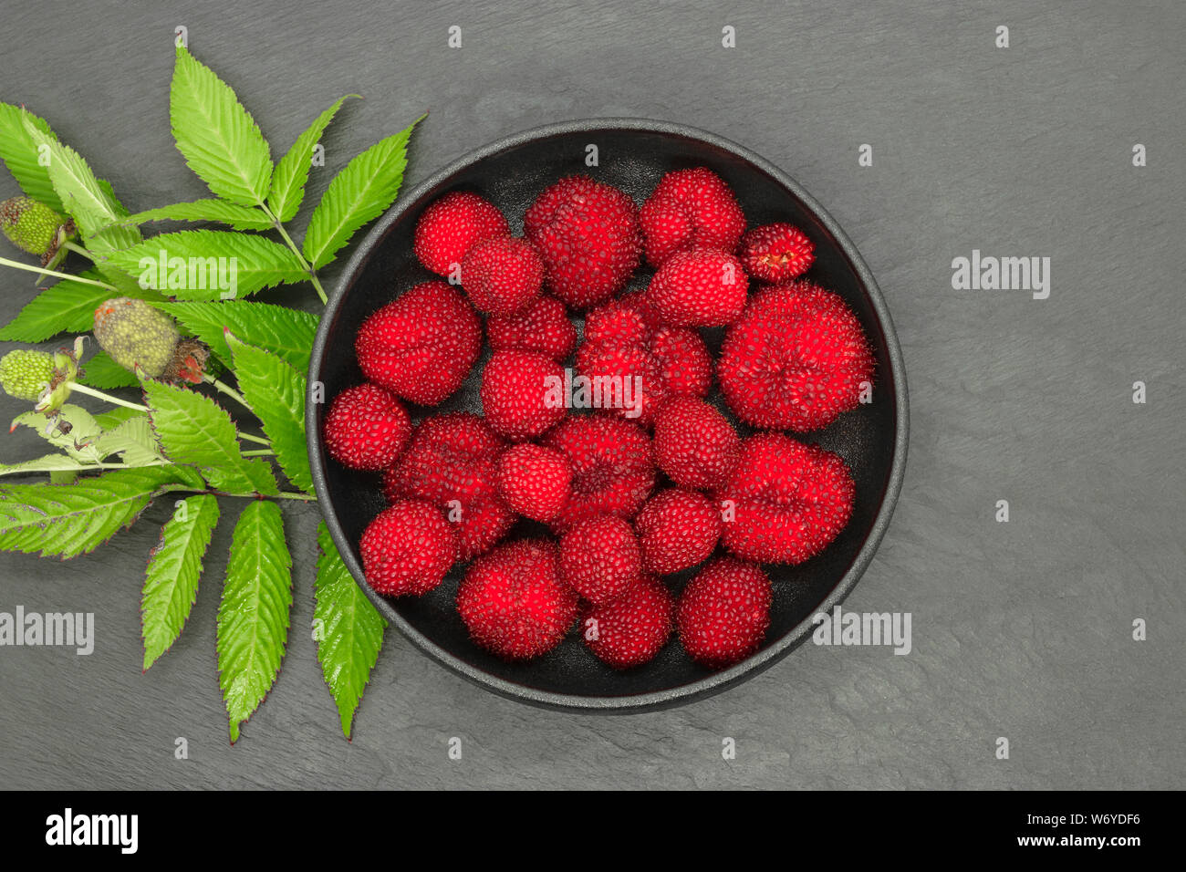 Red balloon berries (Rubus Illecebrosus) with the green berries bush twigs and unripe berries on it in round and black iron cast bowl on grey stone ba Stock Photo