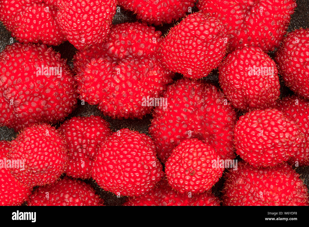 Background of fresh and ripe red balloon berries (Rubus Illecebrosus) on black iron cast background Stock Photo