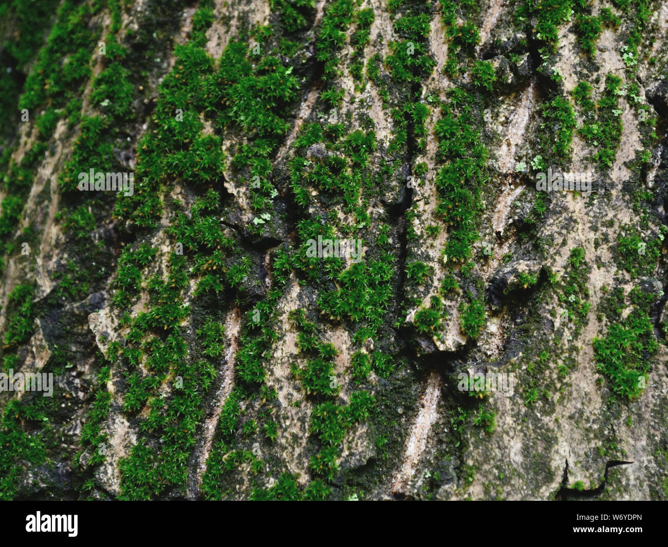European moss on walnut tree furrowed bark Stock Photo