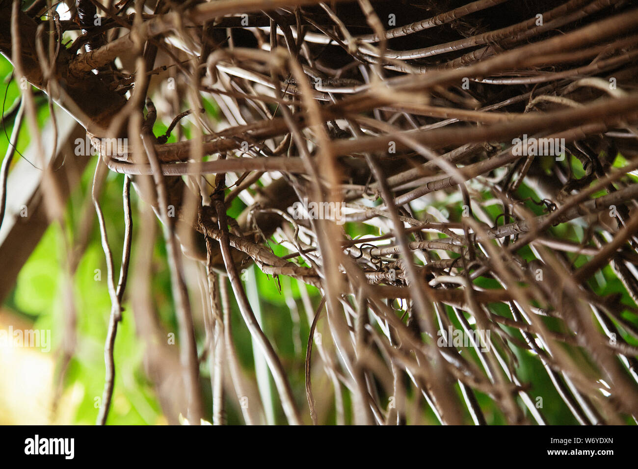 Monstera philodendron tropical plant vine close up and copy space Stock Photo