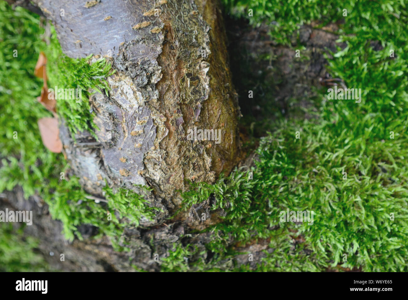 Moss on plum tree Stock Photo