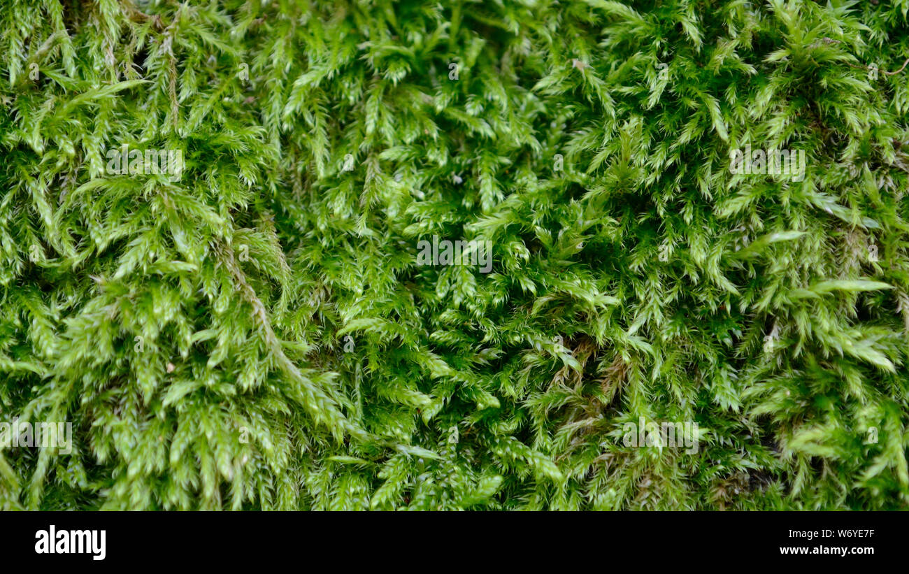 European tree moss , close up Stock Photo
