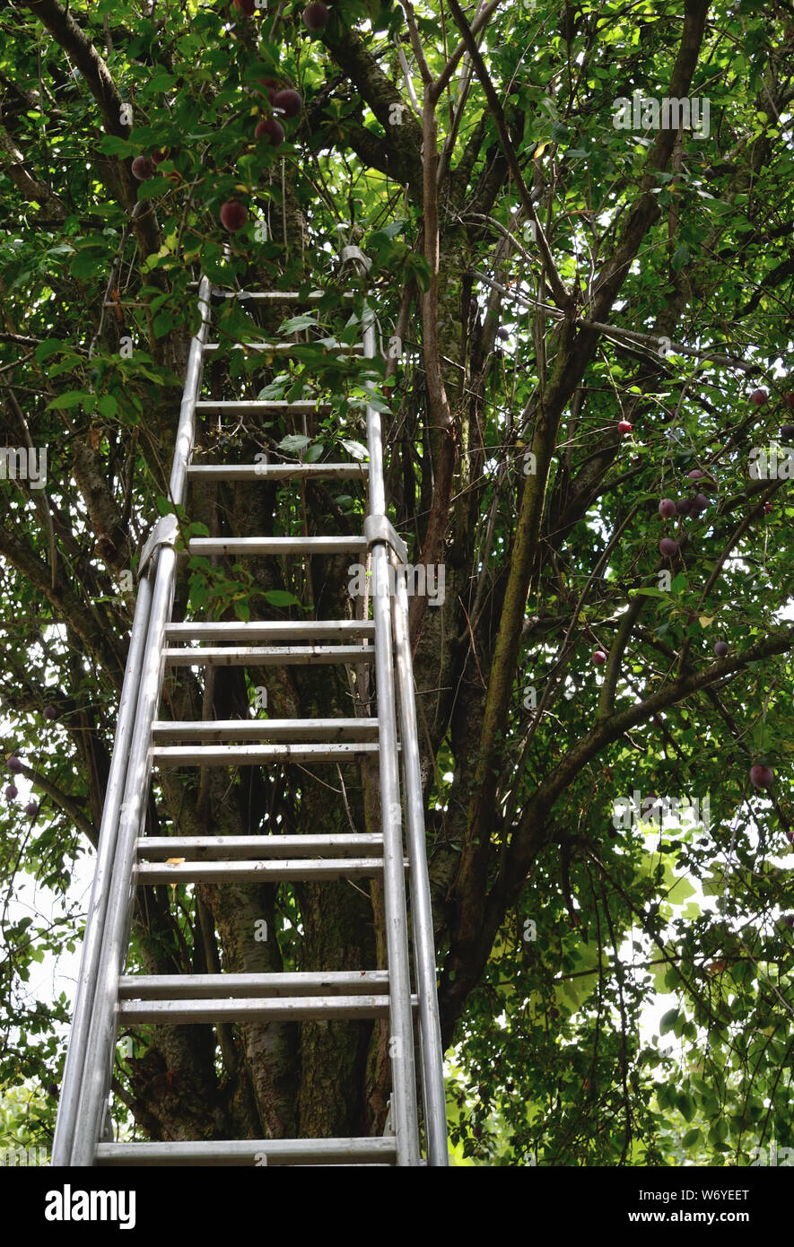 Aluminum ladder leaning against old plum tree, Prunus cerasifera, cherry-plum. Stock Photo
