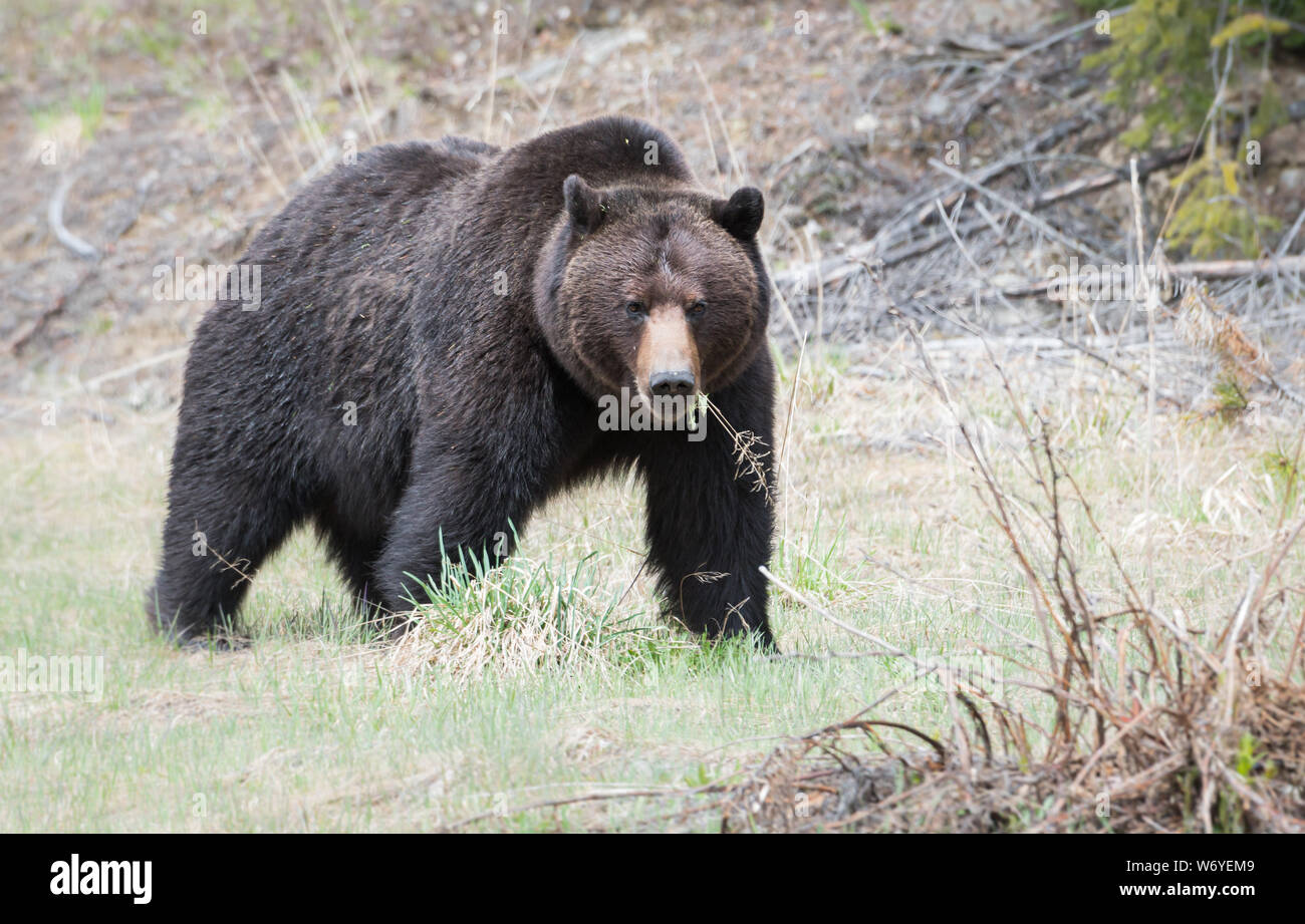 Grizzly bear in the wildrocky mountains, canada Stock Photo - Alamy