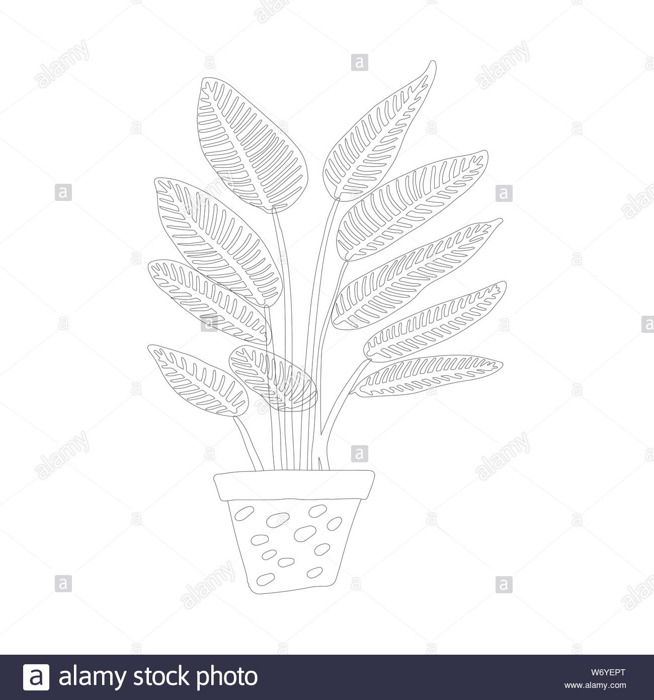 Tropical Plant Pot In Black Outline On White Background Postcard