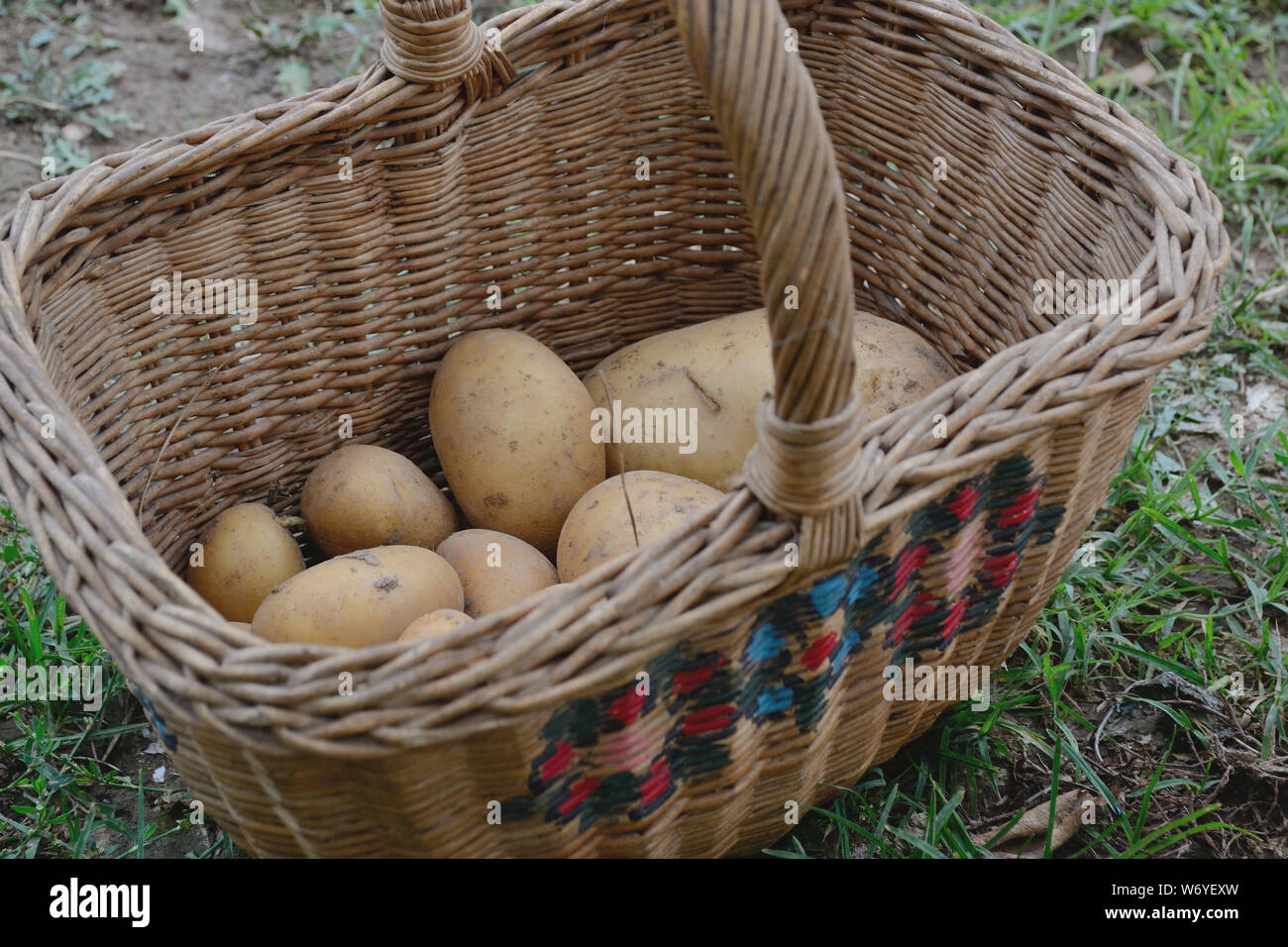 Wicker basket with potatoes, Solanum Tuberosum Stock Photo Alamy