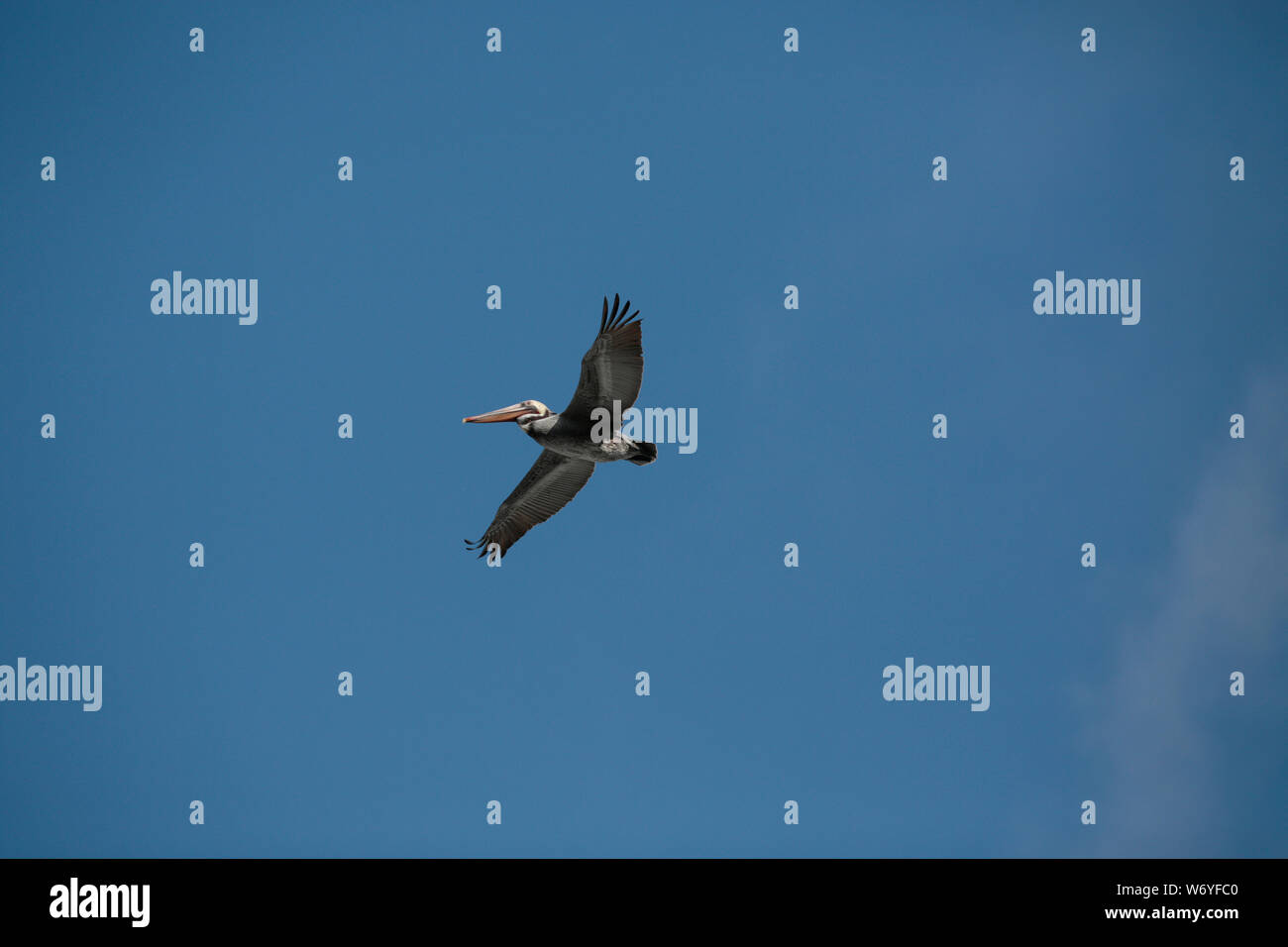 Pelican flying against a clear blue sky Stock Photo - Alamy