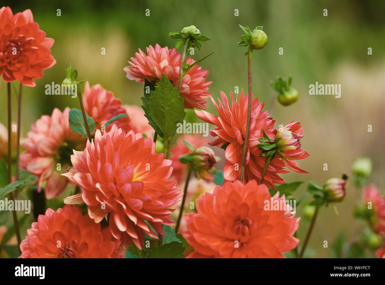 A group of flower in garden Stock Photo Alamy