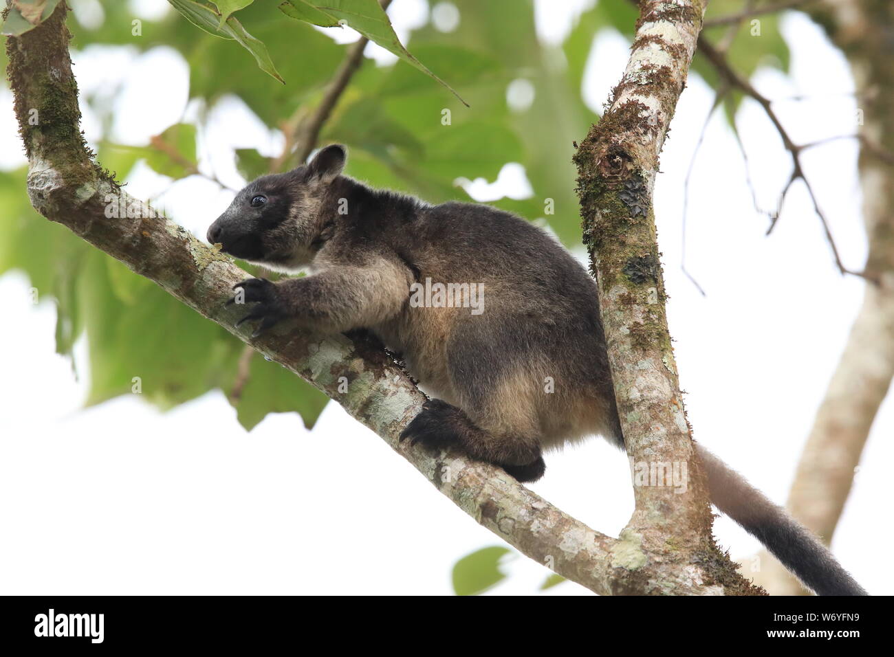 A Lumholtz's tree-kangaroo (Dendrolagus lumholtzi) cub in a tree ...