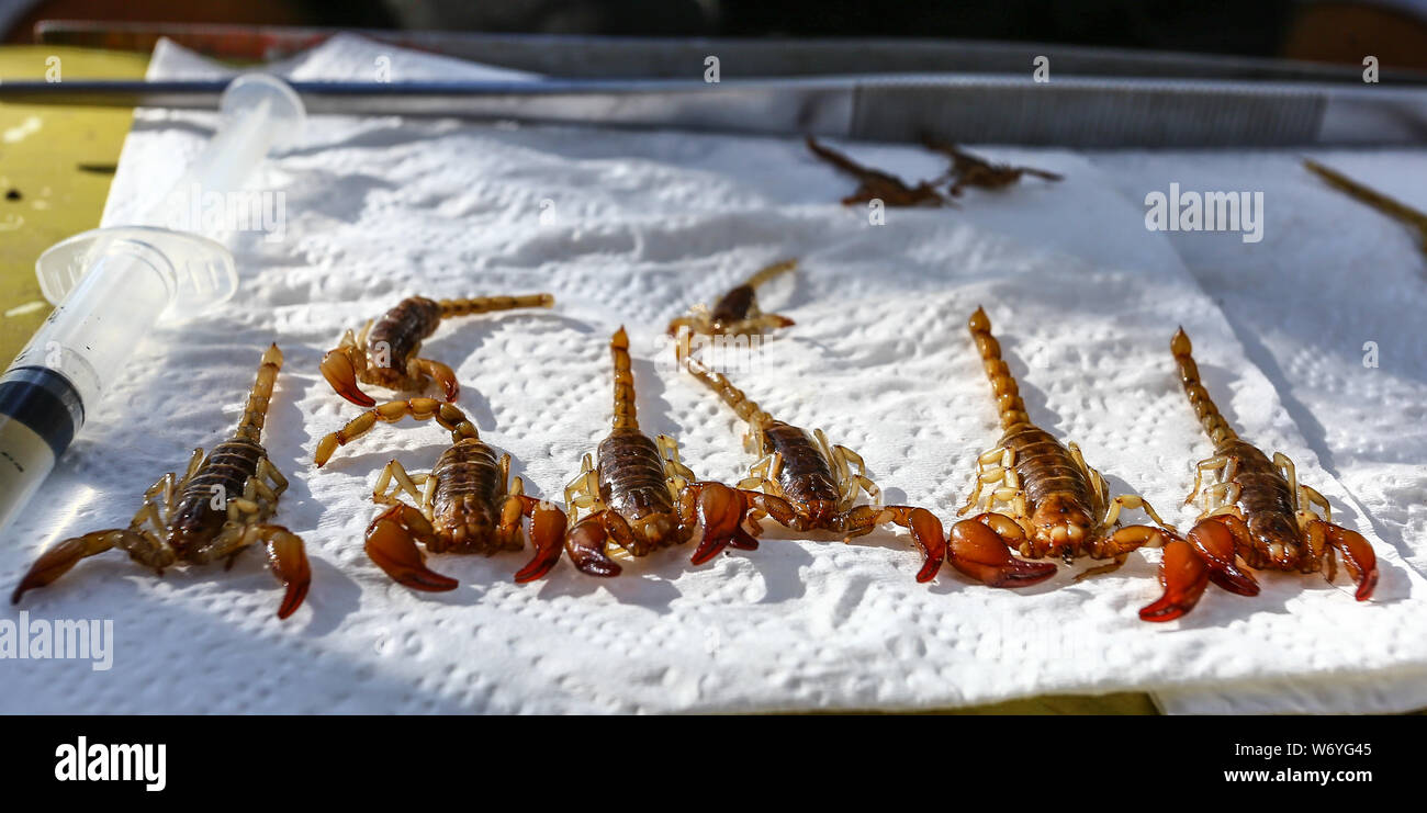 Insecto del bosque hi-res stock photography and images - Alamy