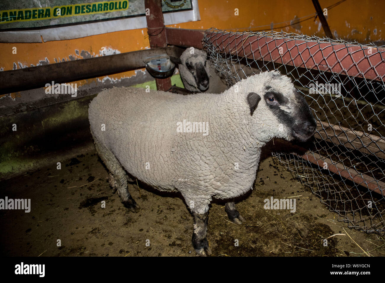 Los corderos hi-res stock photography and images - Alamy