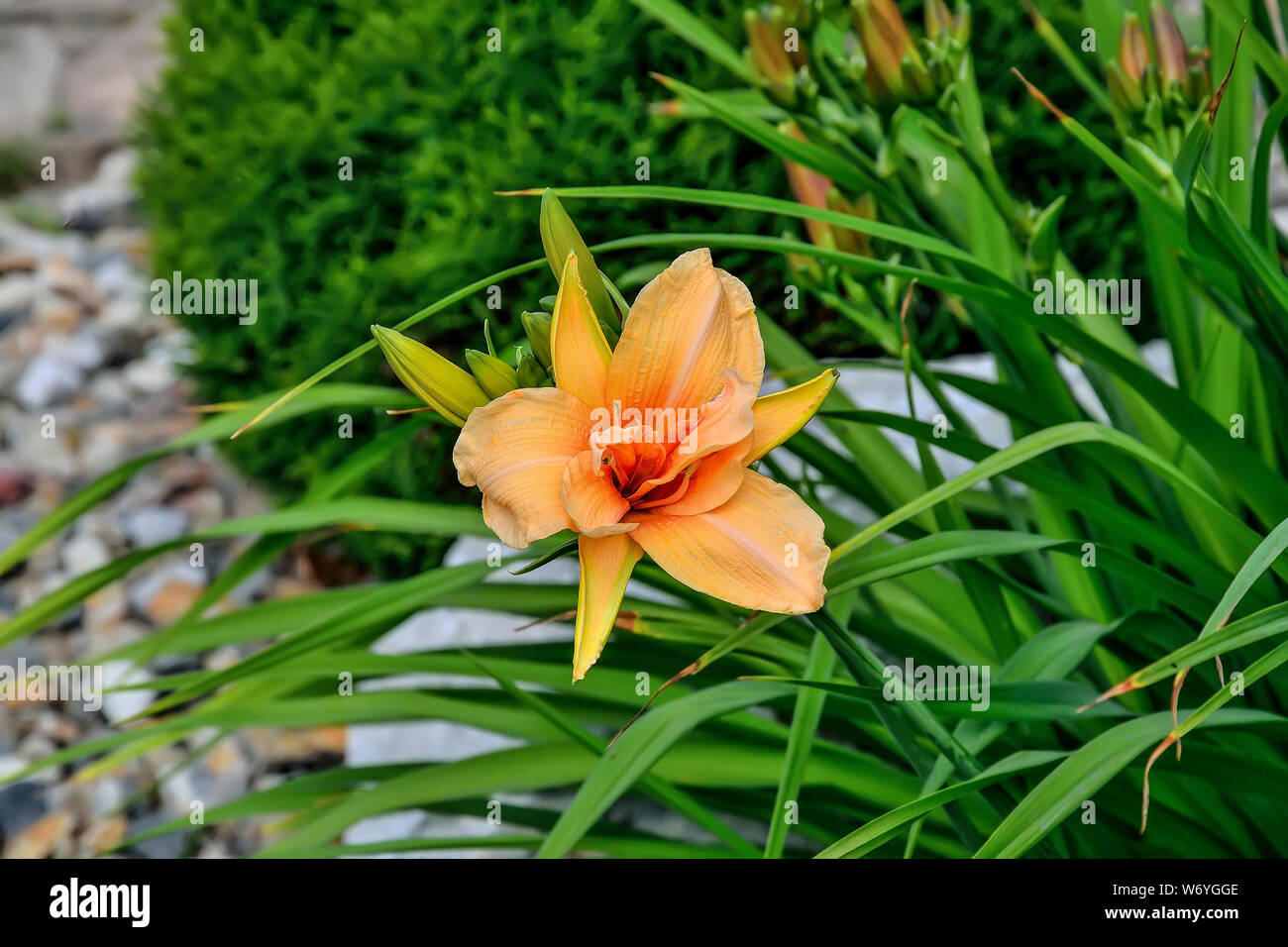 Beautiful blossoming orange Day Lily or Hemerocallis close up in the summer garden. Bright delicate flower with leaves. Gardening, floriculture and la Stock Photo