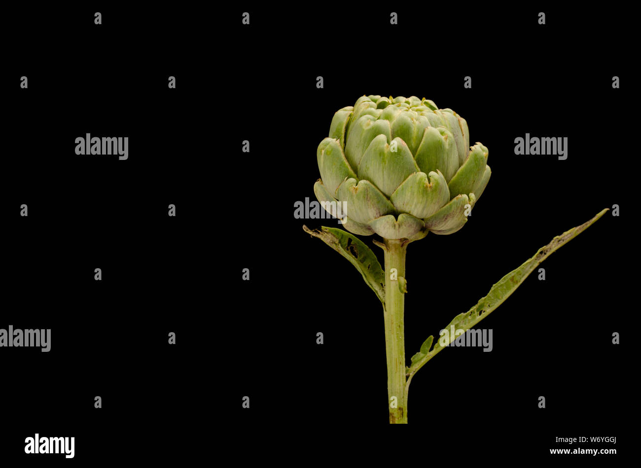 Artichoke on Black Background Stock Photo