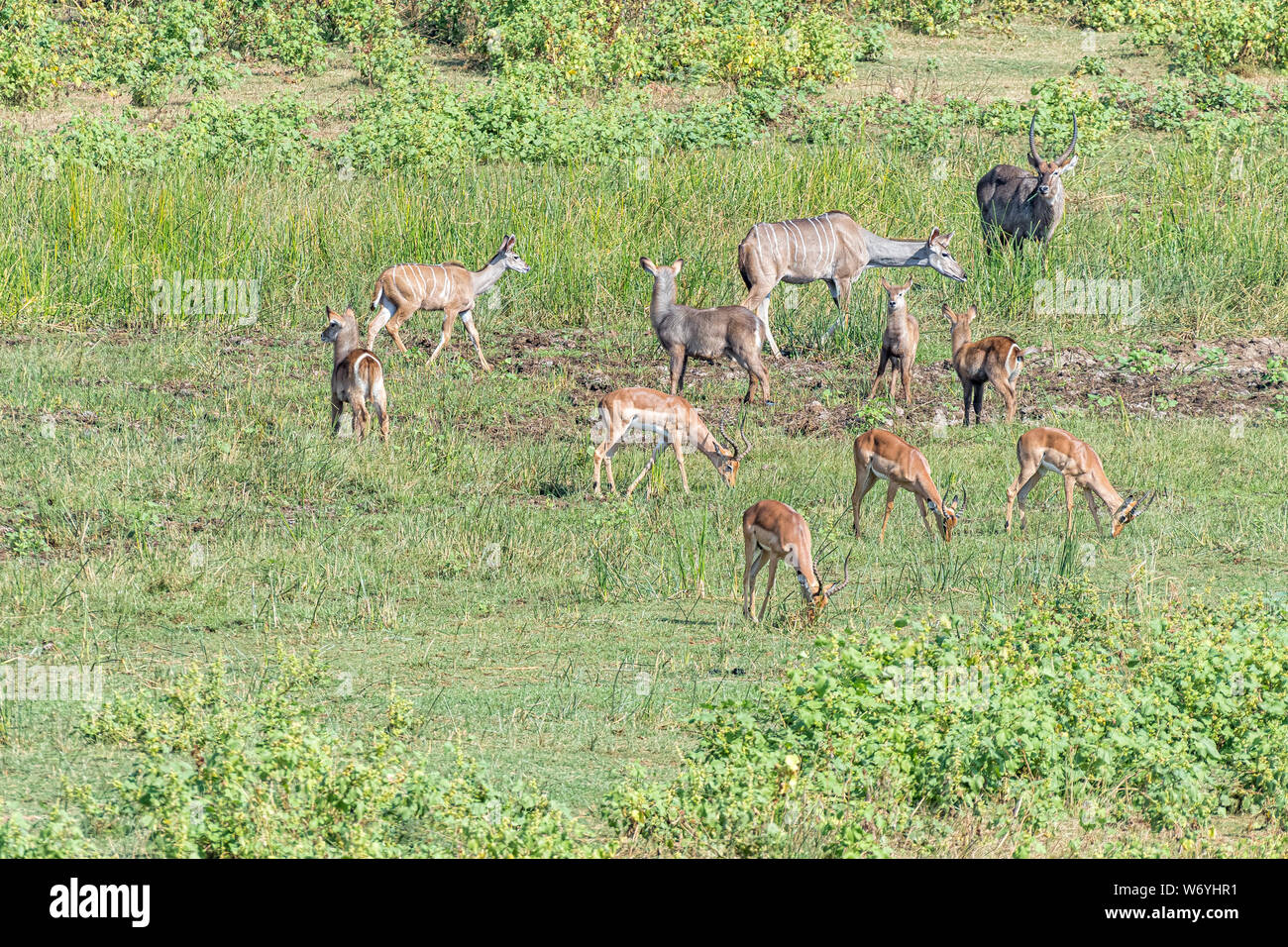 Impala With Calves High Resolution Stock Photography and Images - Alamy