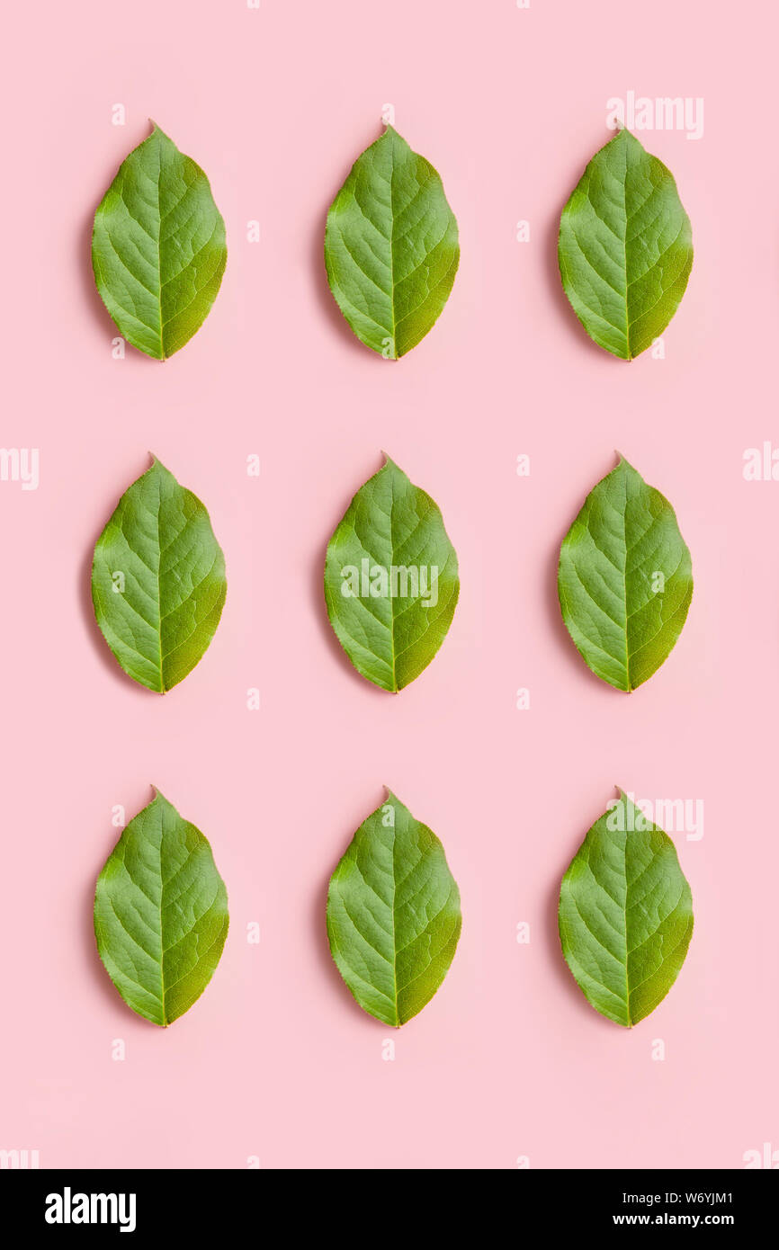 fresh green leaves pattern on a pink background, creative flat lay for design Stock Photo