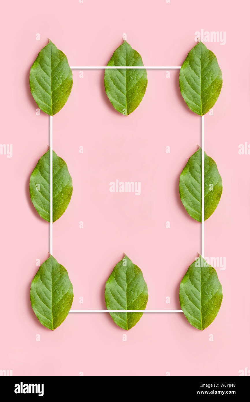creative natural pattern from leaves with white frame on pink background Stock Photo