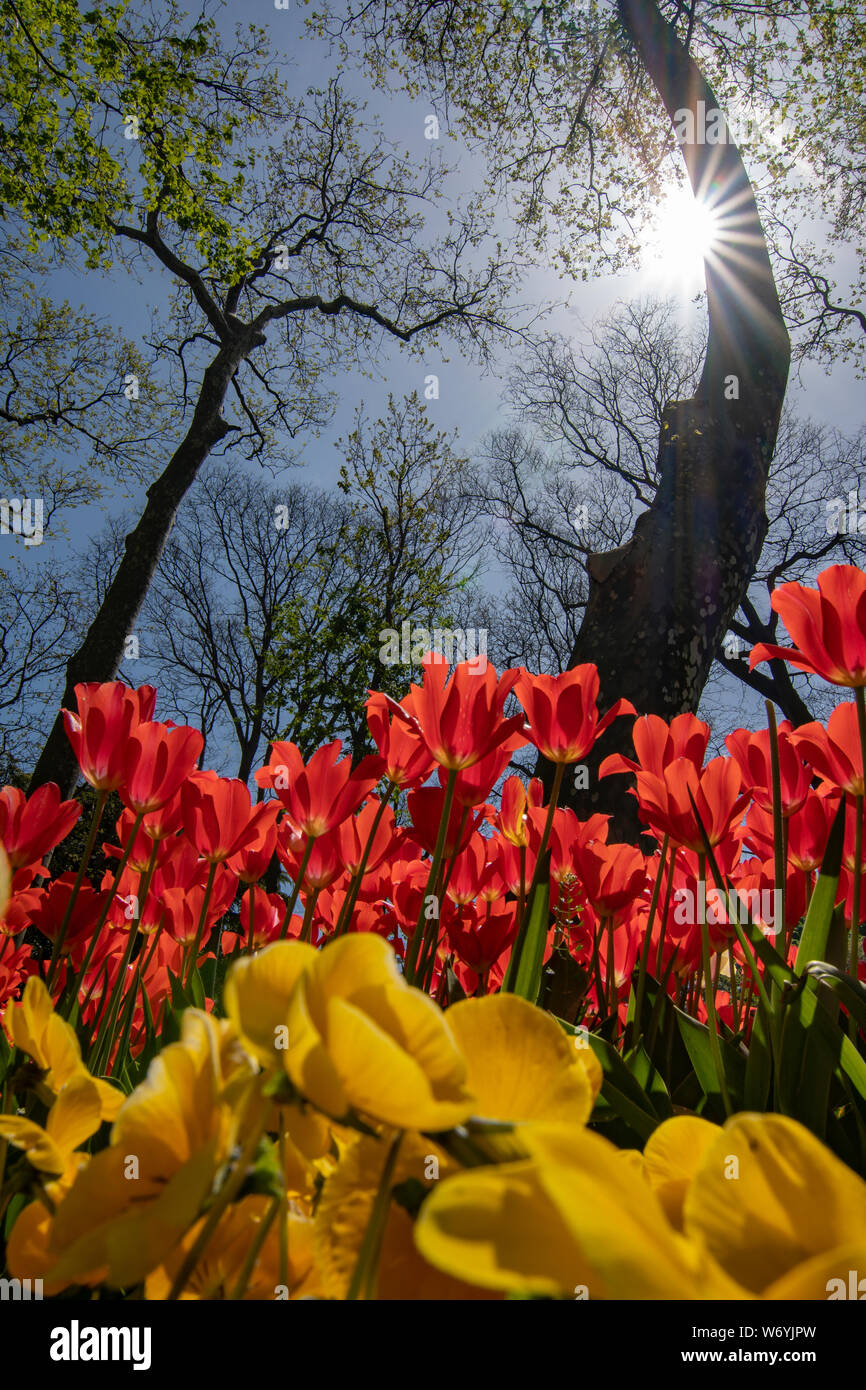 Tulip Festival in Gulhane Park in Istanbul, Turkey Stock Photo - Alamy