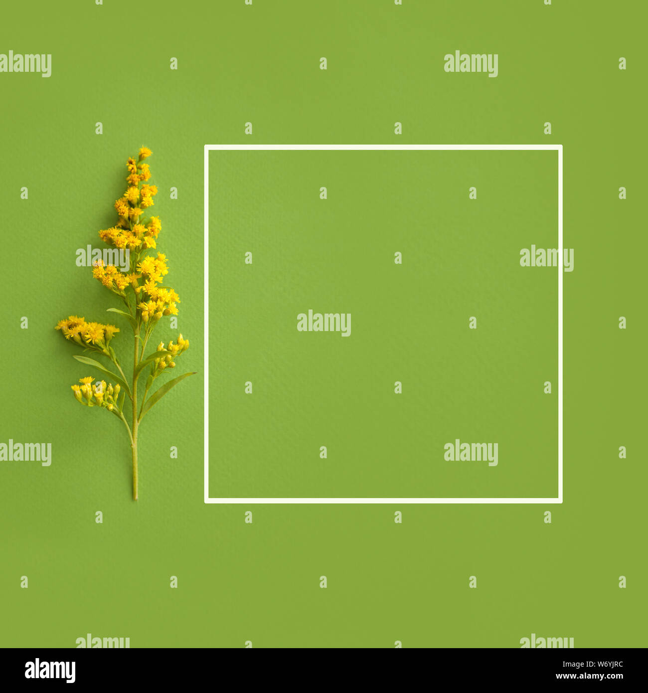 branch of little yellow flowers and white frame on green background Stock Photo