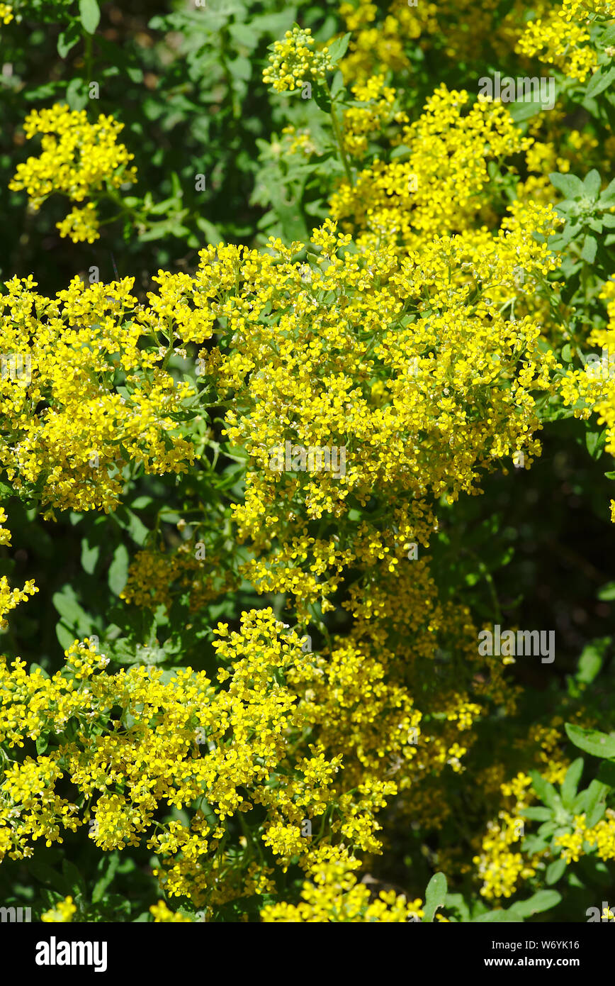 Yellow alyssum hi-res stock photography and images - Alamy