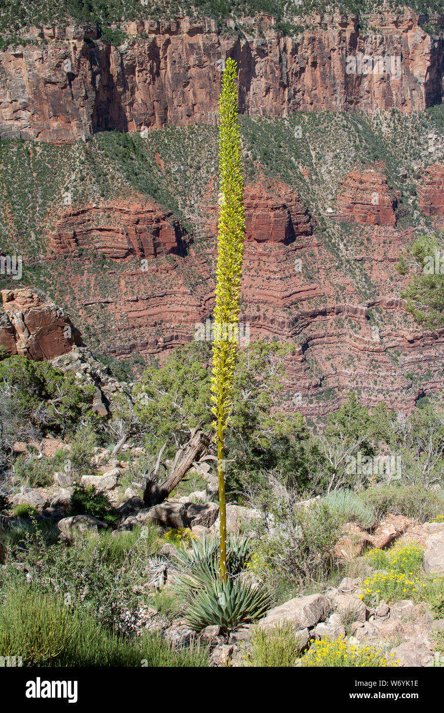 Flowering Century Plant on South Kaibab Trail in Grand Canyon National  Park, Arizona Stock Photo - Alamy