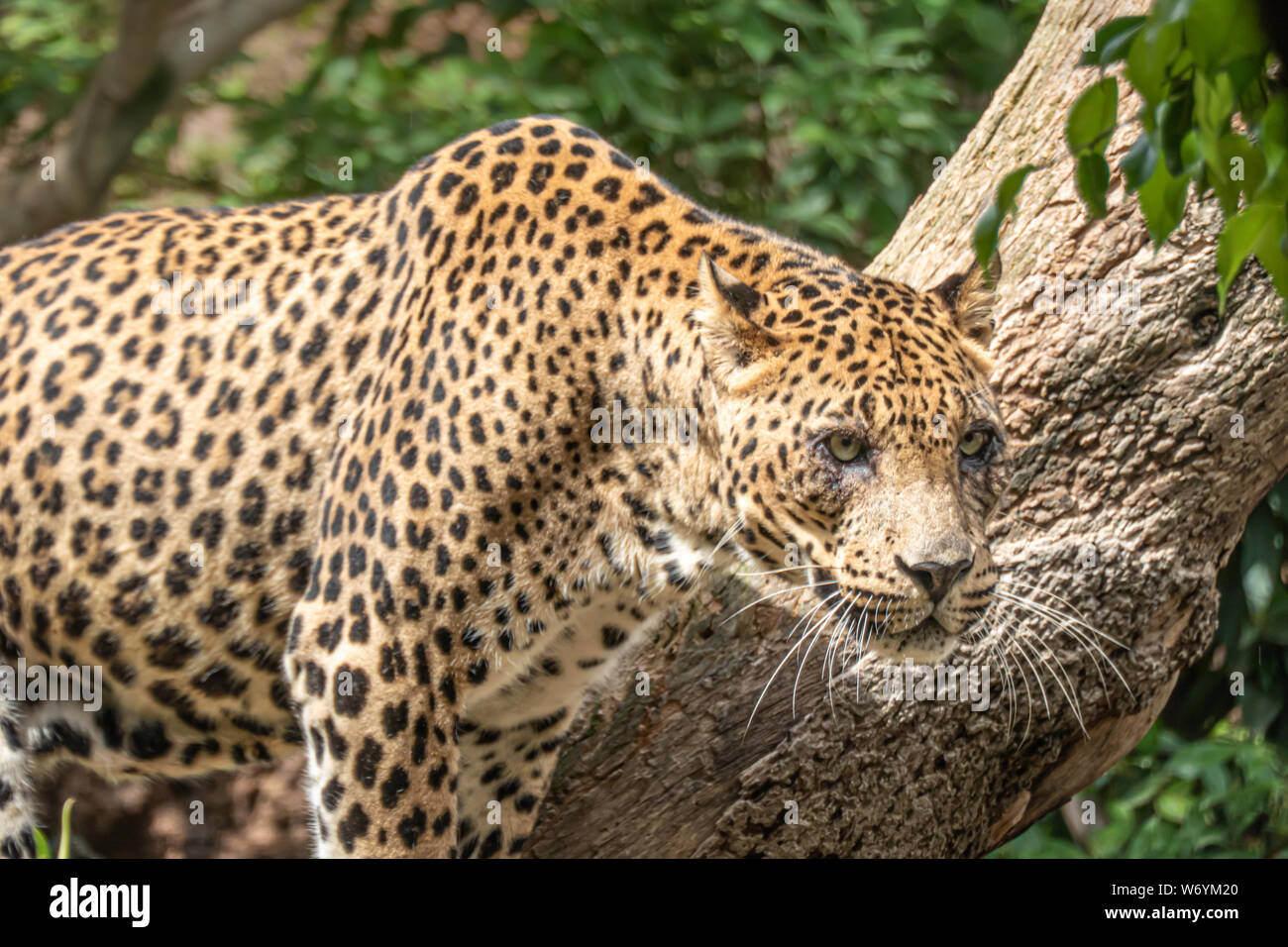 African Leopard (Panthera pardus pardus) native to wide ranges in sub-Saharan Africa Stock Photo - Alamy African Leopard (Panthera pardus pardus) native to wide ranges in sub-Saharan Africa Stock Photo - Alamy