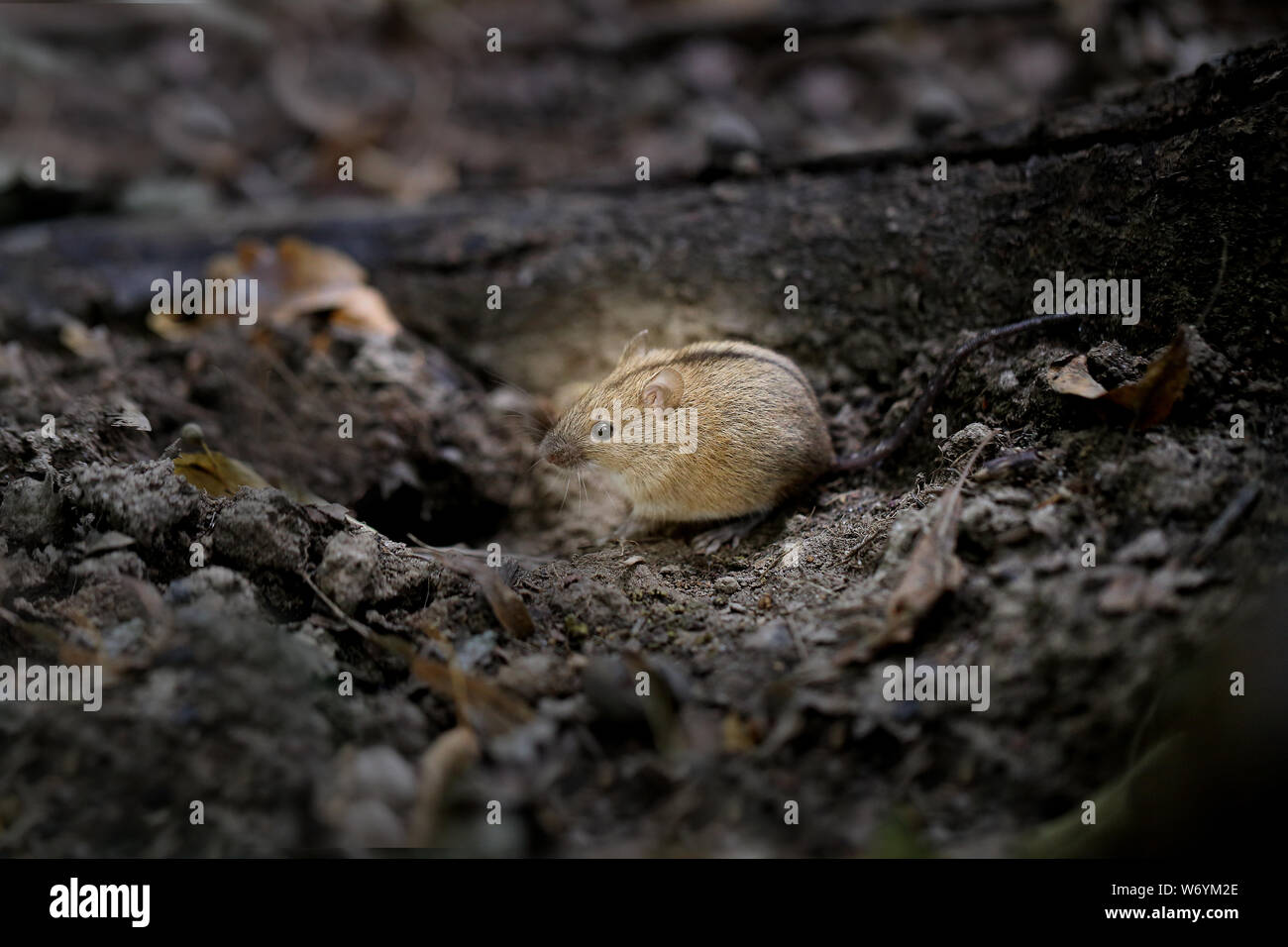 Macro photo of a little fluffy mouse on a dark background Stock Photo