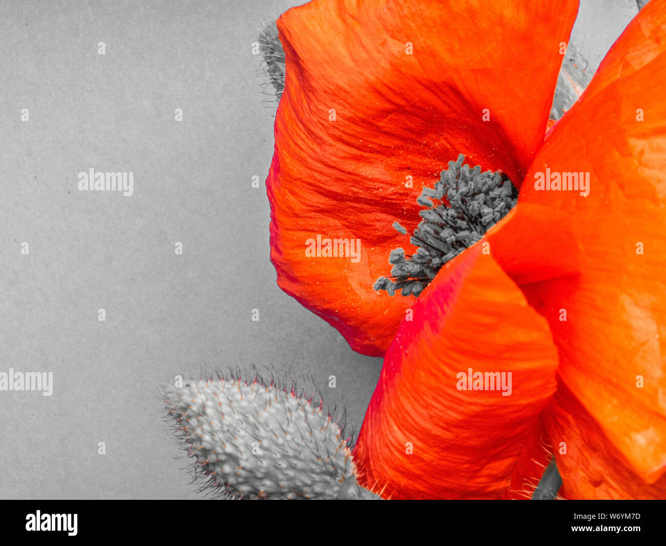 Red poppies grey background hi-res stock photography and images - Alamy