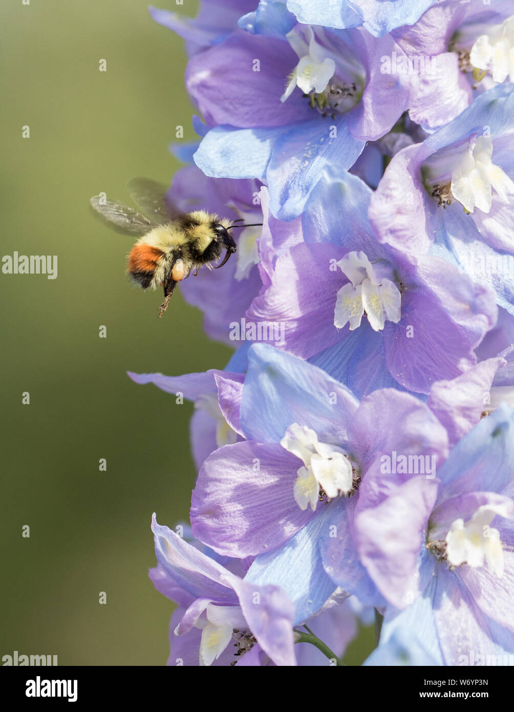 Tri-colored Bumble Bee and a Delphinium Stock Photo
