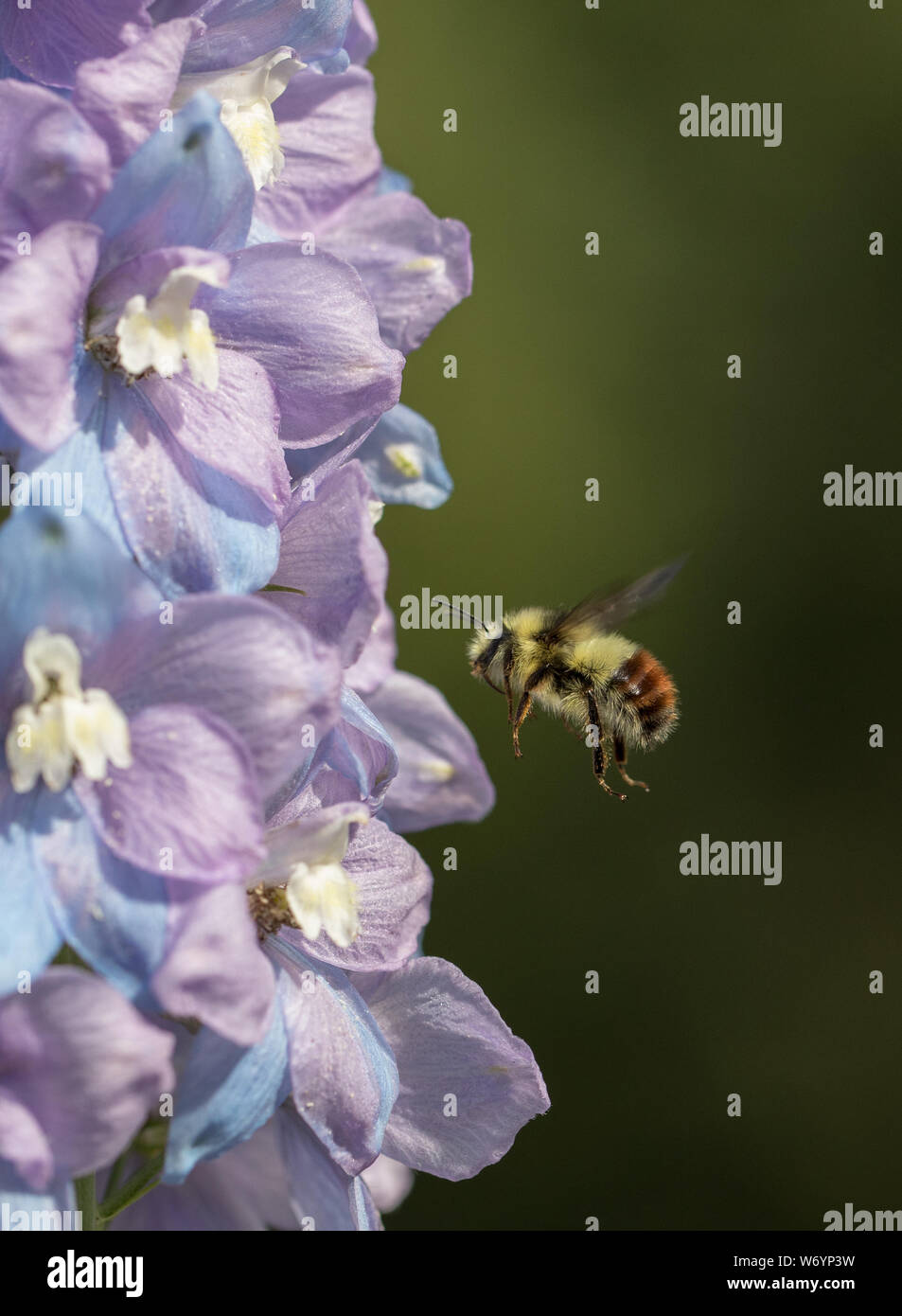 Tri-colored Bumble Bee and a Delphinium Stock Photo