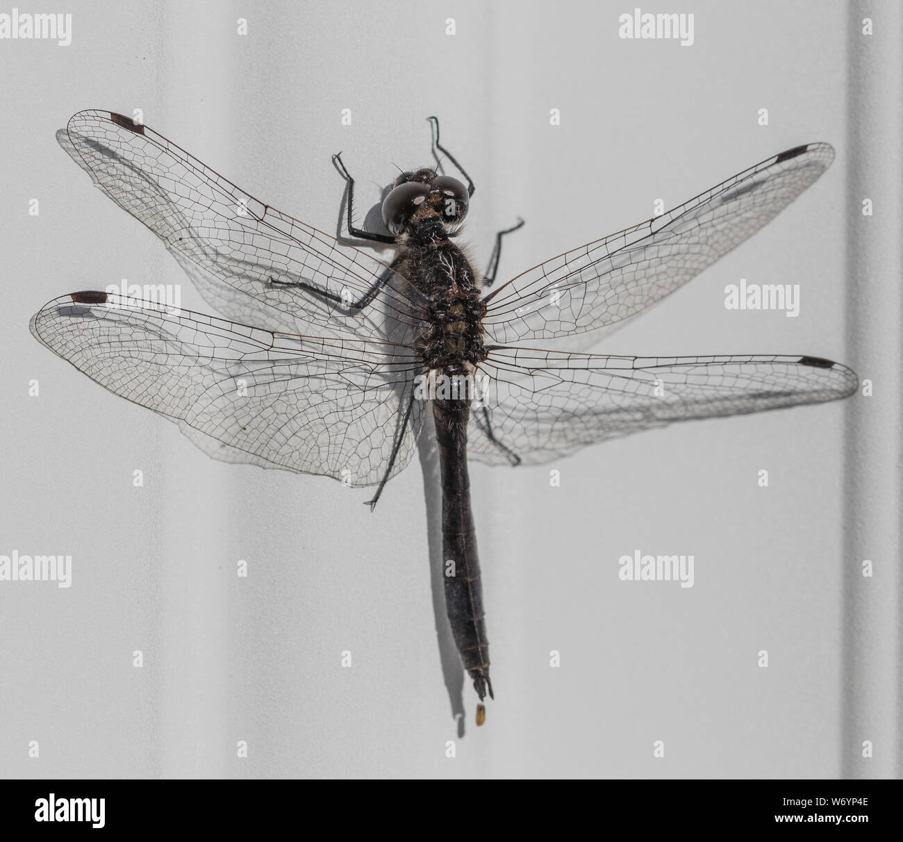 Black Meadowhawk Dragonfly in Alaska Stock Photo