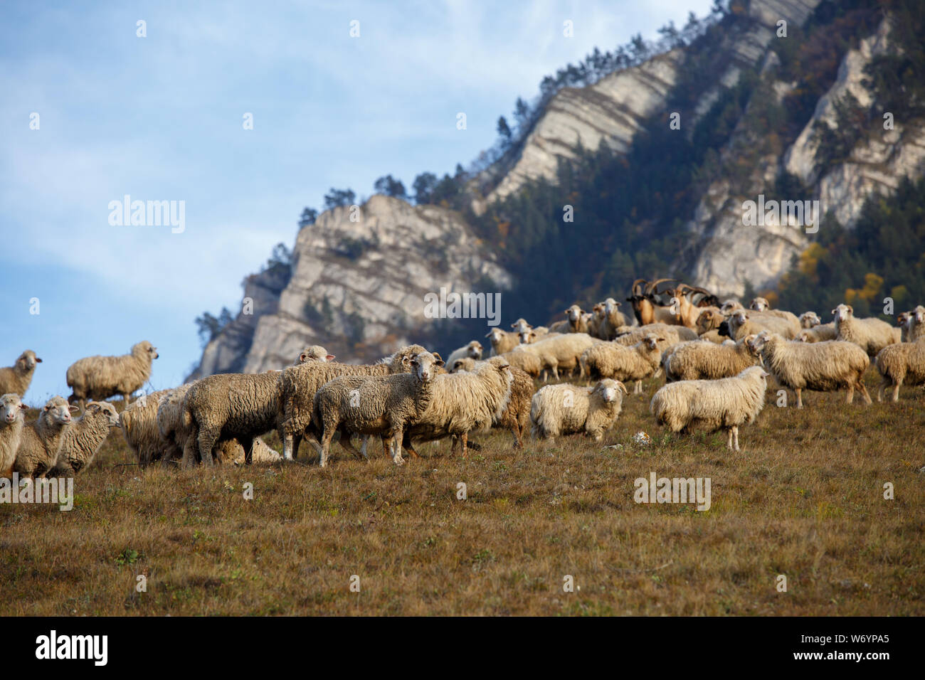 Photo of flock of sheep at foot of mountain Stock Photo - Alamy