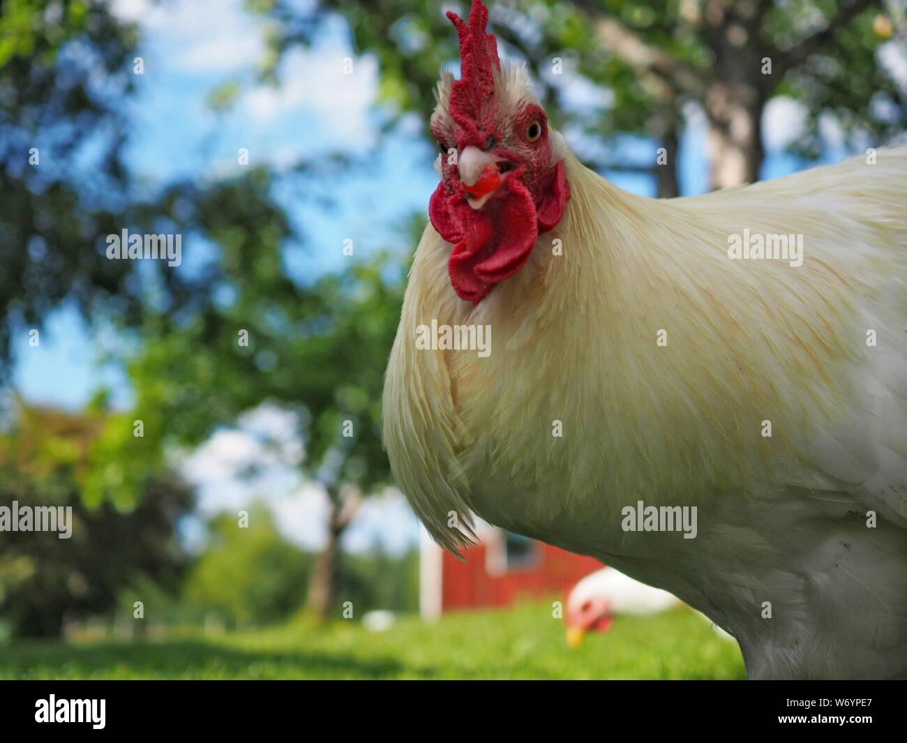 White sussex rooster close up Stock Photo