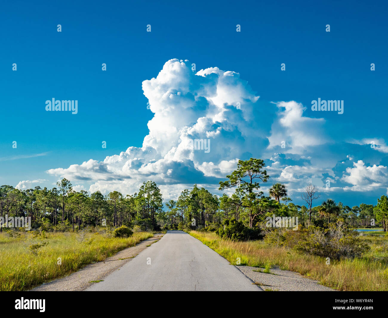 Big white summer Cumulonimbus clouds over Babcock-Webb Wildlife Management Area in Punta Gorda, Florida. Stock Photo