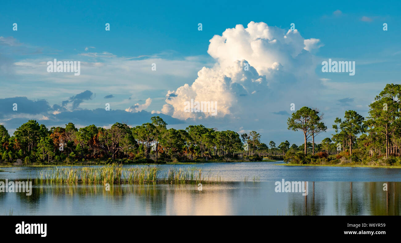 Big white summer Cumulonimbus clouds over Babcock-Webb Wildlife Management Area in Punta Gorda, Florida. Stock Photo
