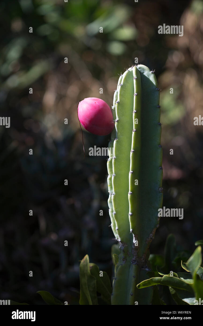 Edible pitaya fruit from a cactus Stock Photo - Alamy