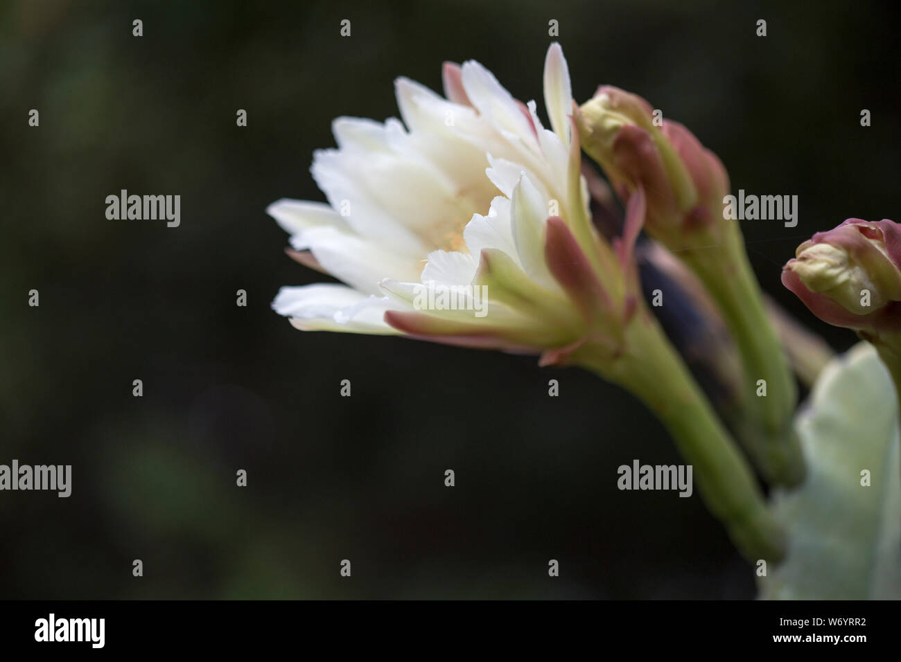 NIght blooming flowers from a cactus plant producing edible pitaya