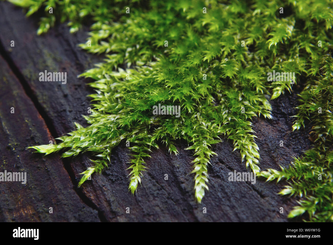 European tree moss on tree Stock Photo