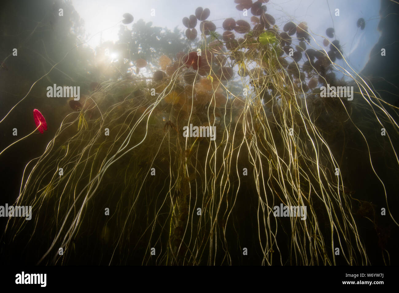 A chaotic tangle of lily pads thrive in a shallow pond on Cape Cod