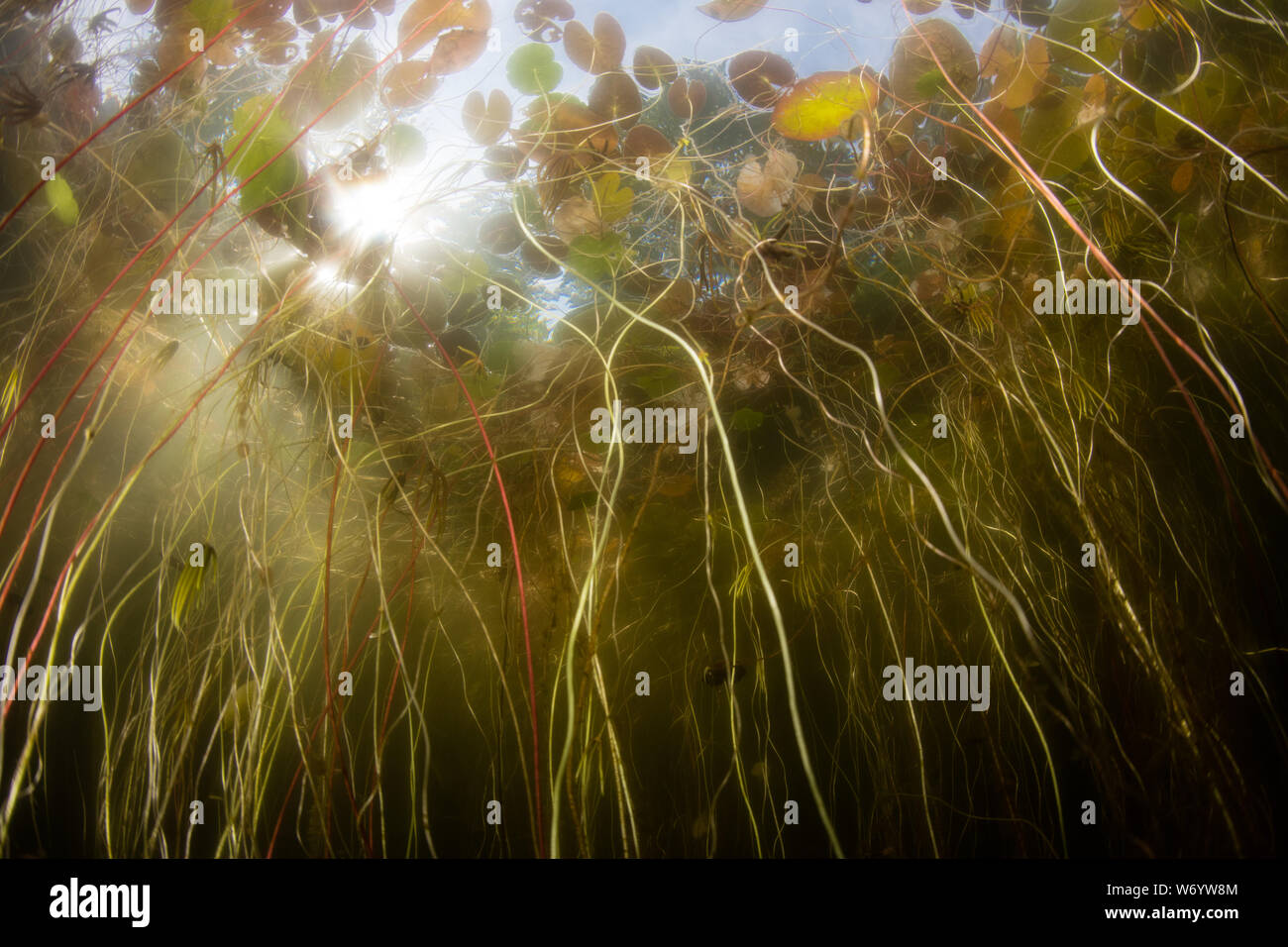 A chaotic tangle of lily pads thrive in a shallow pond on Cape Cod