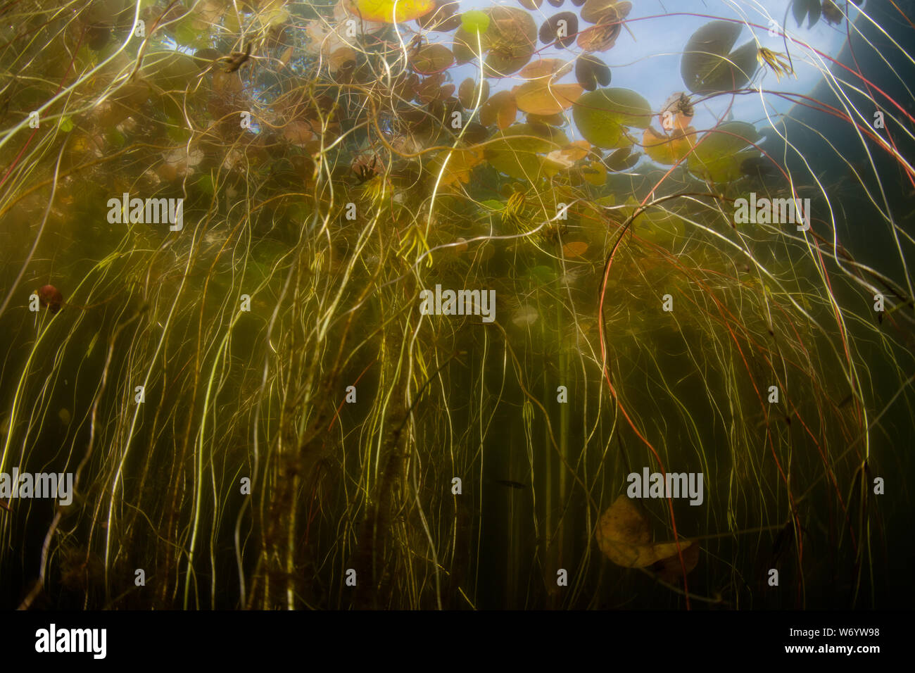 A chaotic tangle of lily pads thrive in a shallow pond on Cape Cod