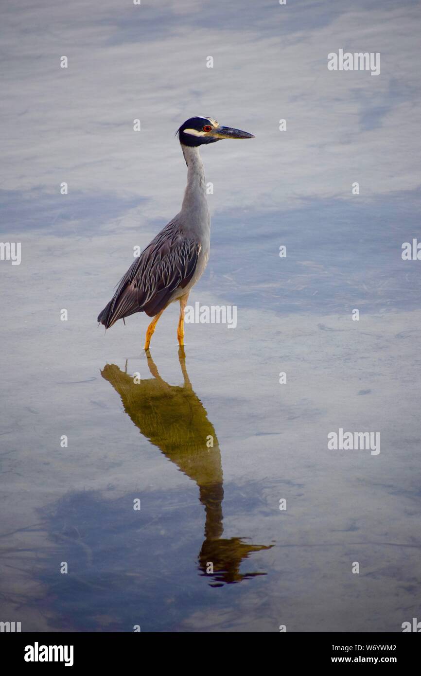 HERON VICE: This distinct group of heron are different but family as they are all indeed birds of a feather whom patrol the everglades for food. Stock Photo
