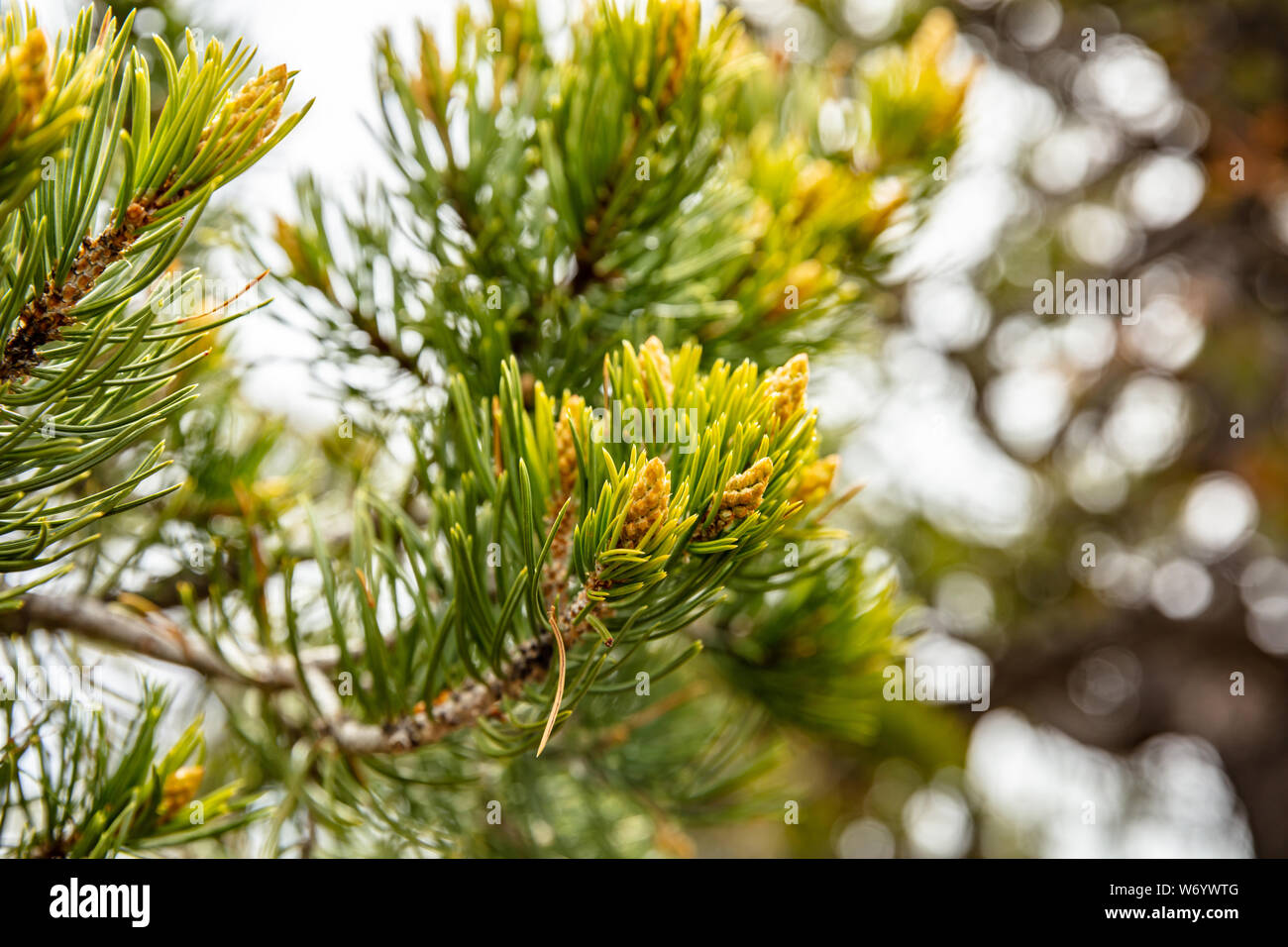 Grand fir tree hires stock photography and images Alamy